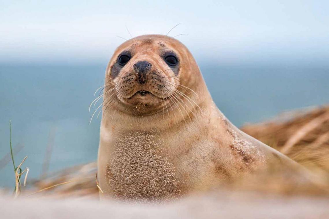 La Verriere. Les Locations Isahora C'Est Aussi Plusieurs Appart' De Standing A 2 Pas Du Chateau D'Eu, Des Falaises Du Treport, De Mers Les Bains Et Aux Portes De La Baie De Somme Eu (Sekwana Nadmorska) Zewnętrze zdjęcie